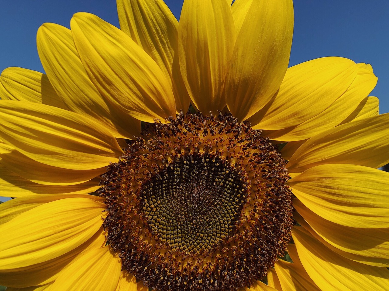 sunflower  yellow  summer free photo