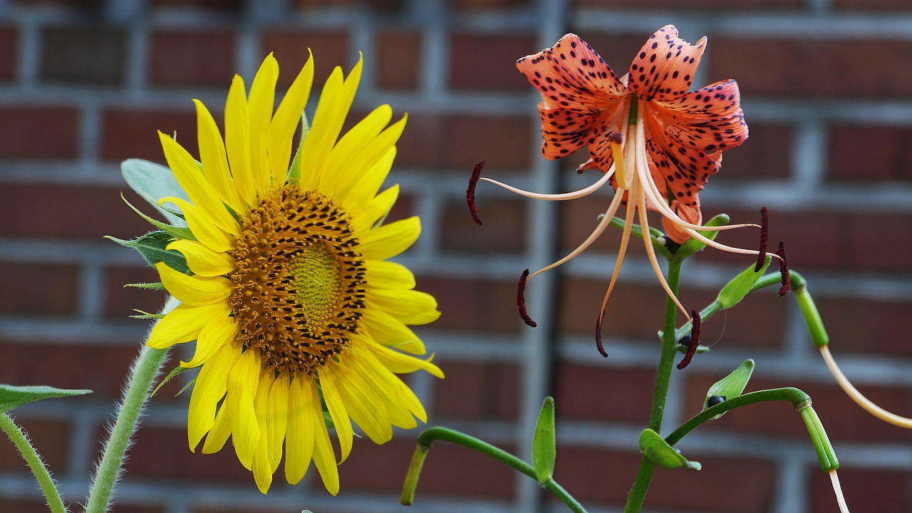 sunflower  yellow  nature free photo