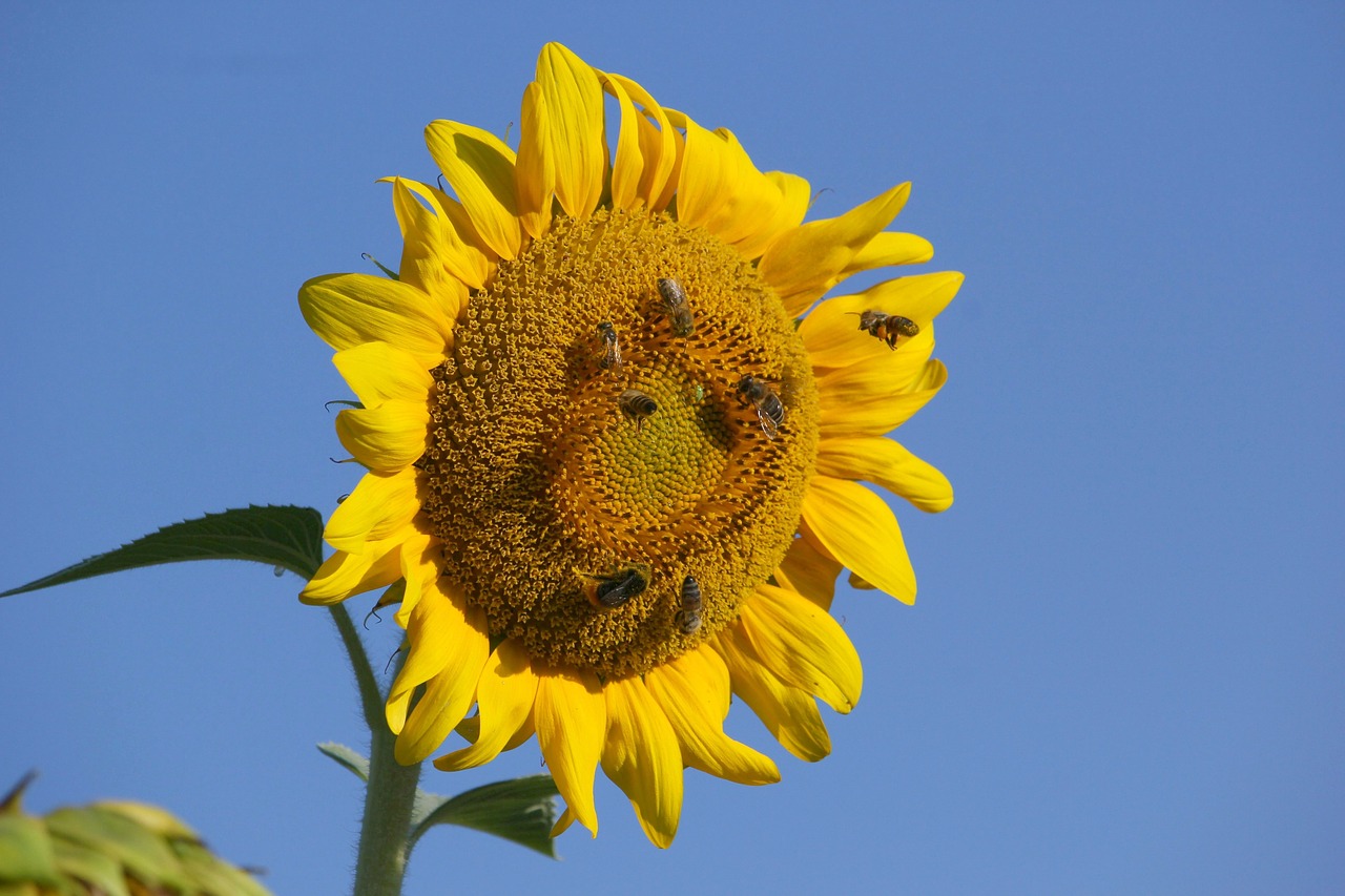 sunflower  bees  insect free photo