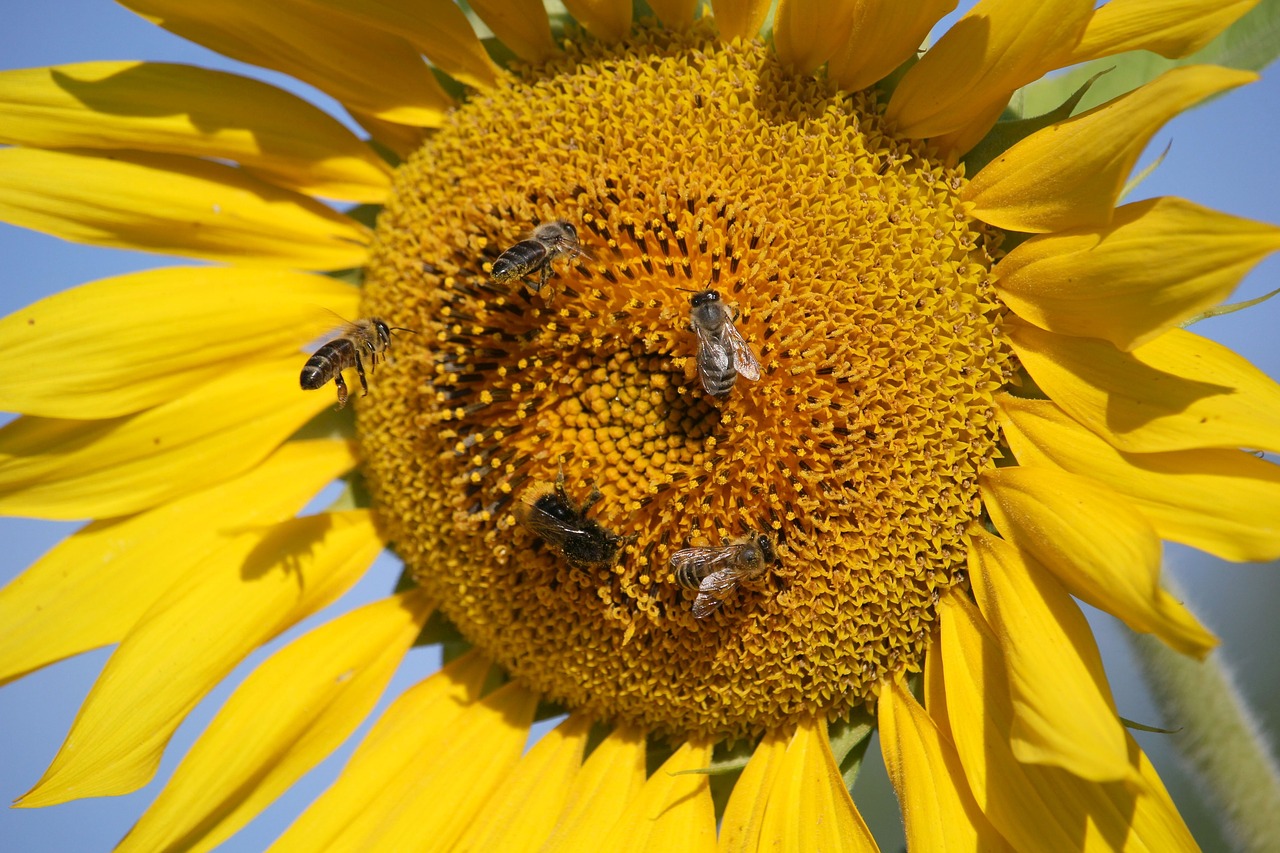 sunflower  bees  close up free photo