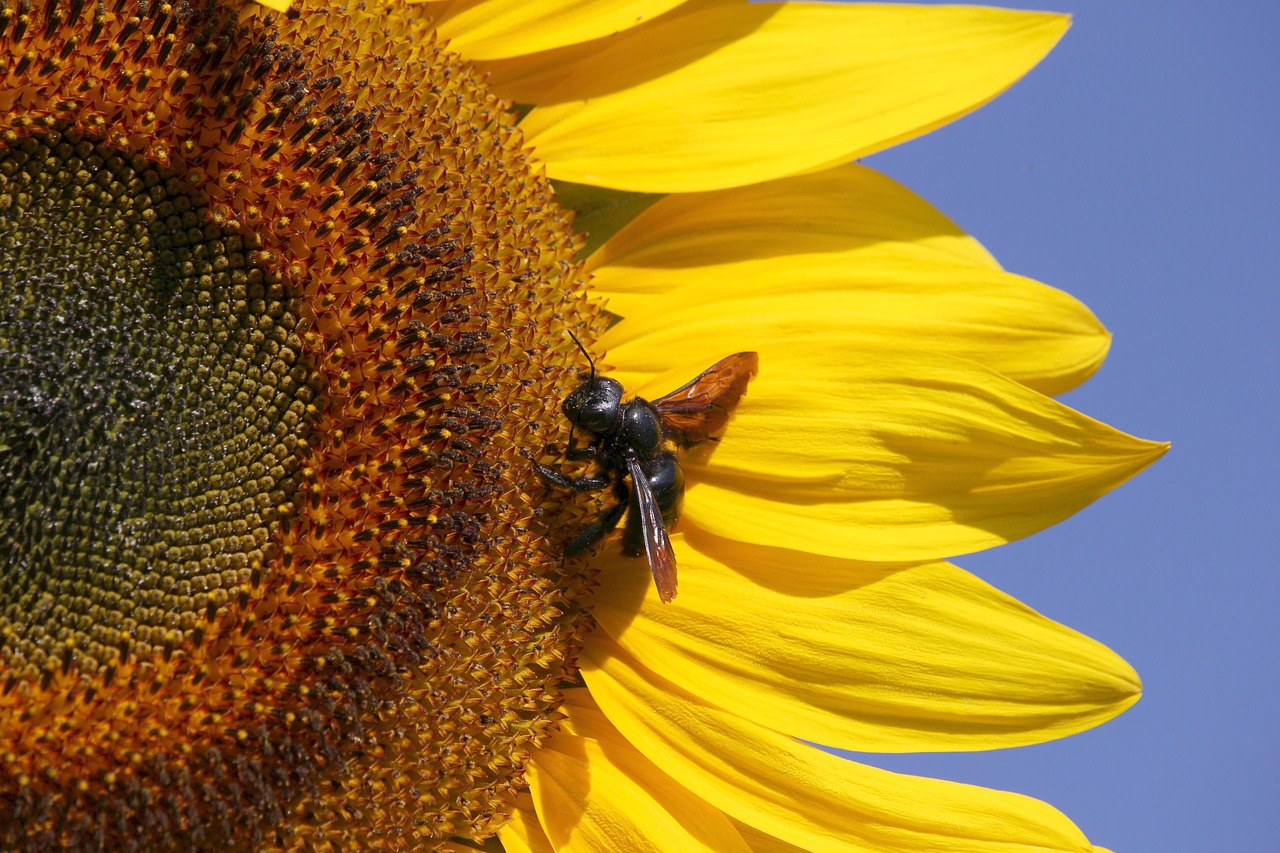 sunflower  insect  macro free photo