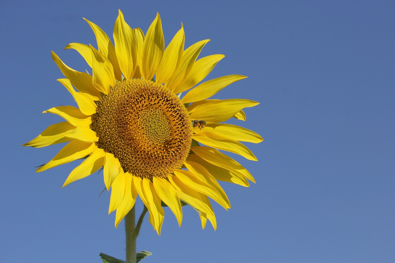 sunflower  sunny  bright free photo