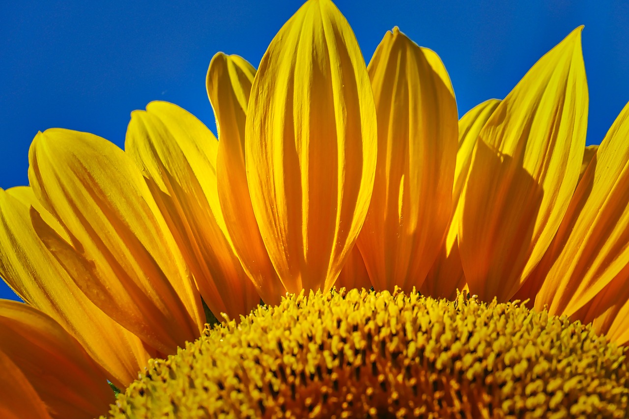 sunflower  blossom  bloom free photo