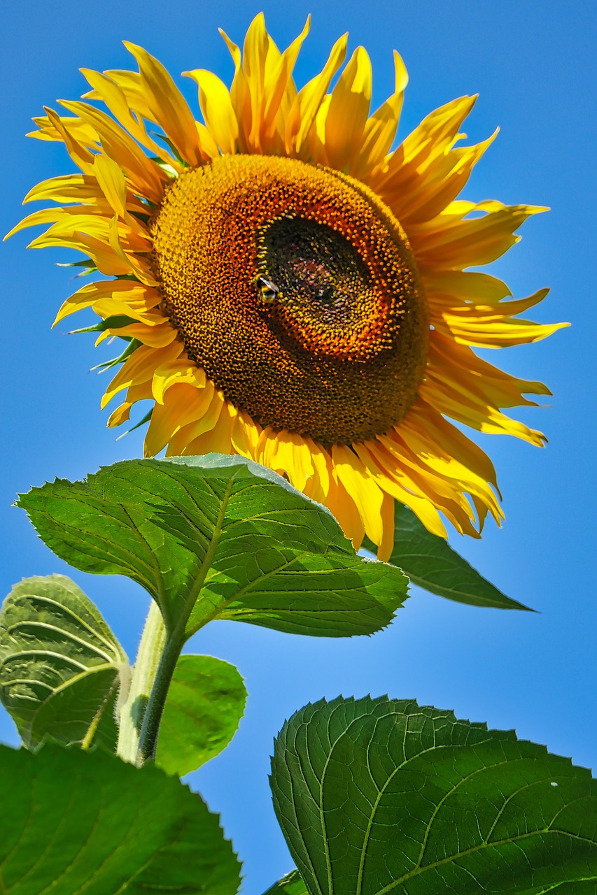 sunflower  blossom  bloom free photo