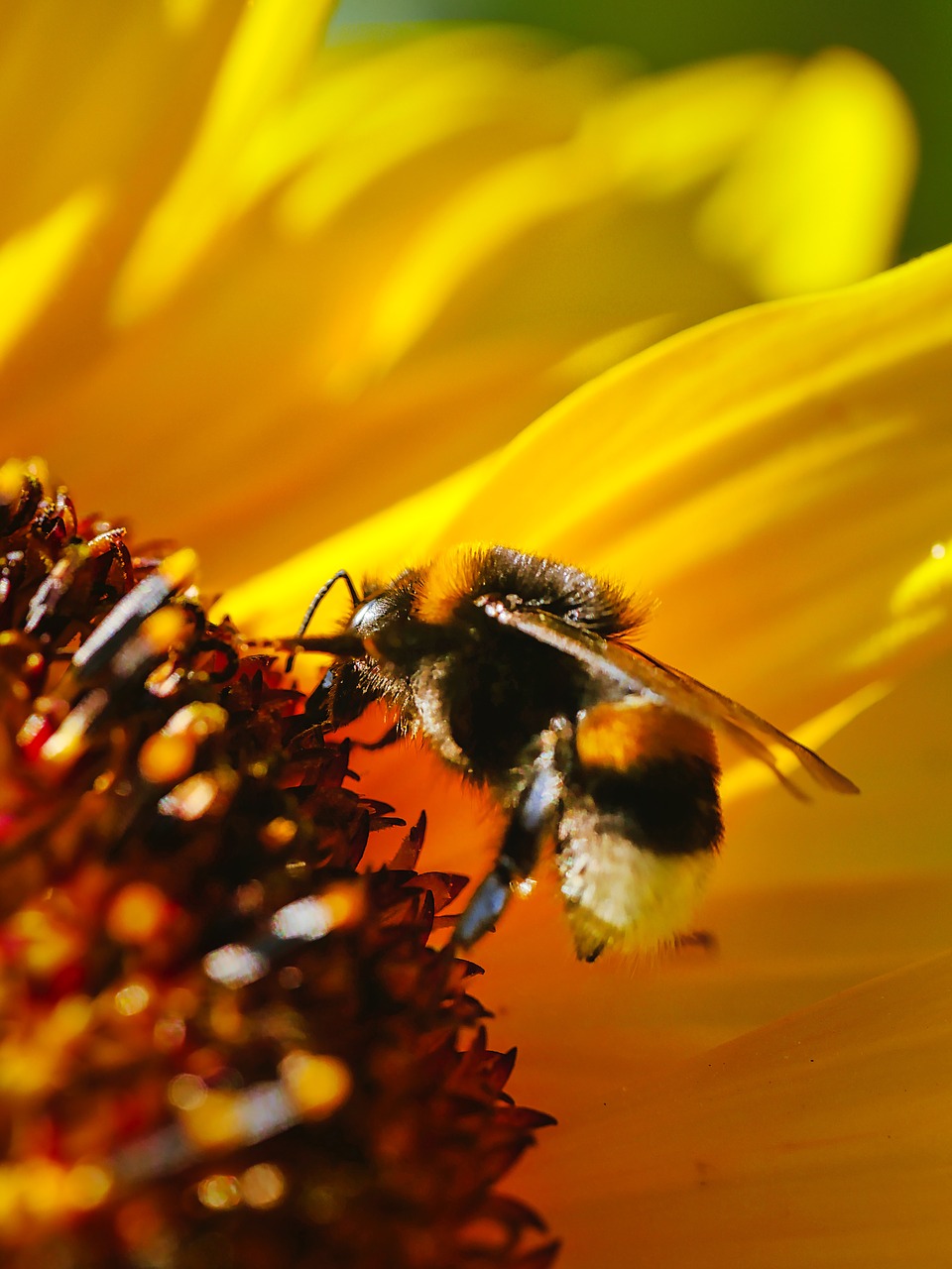 sunflower  hummel  blossom free photo