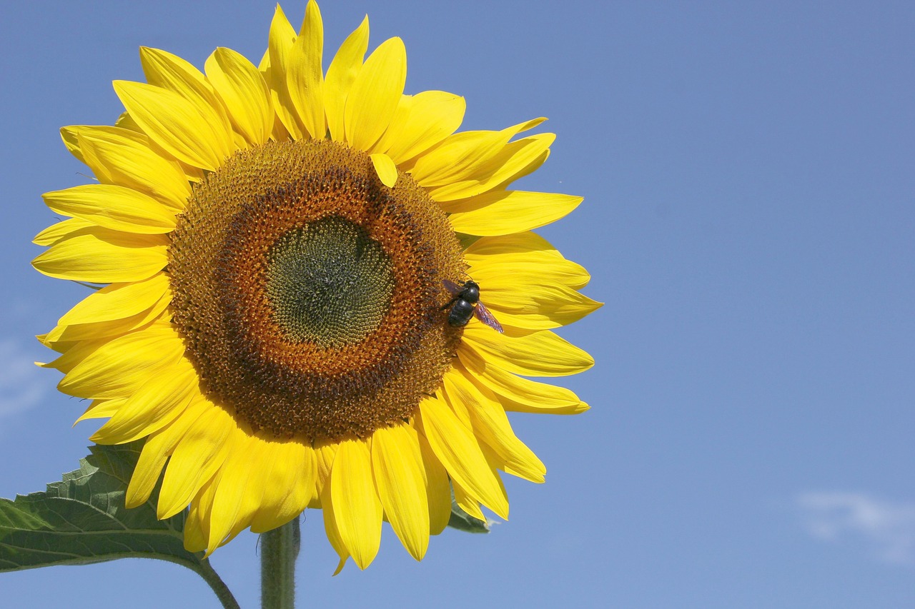 sunflower  bright  insect free photo