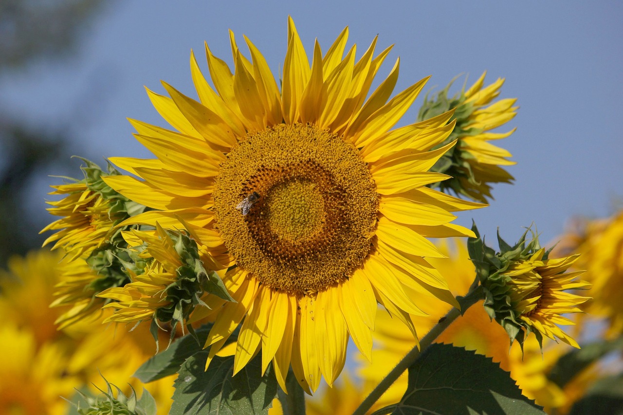 sunflower  flowers  bright free photo