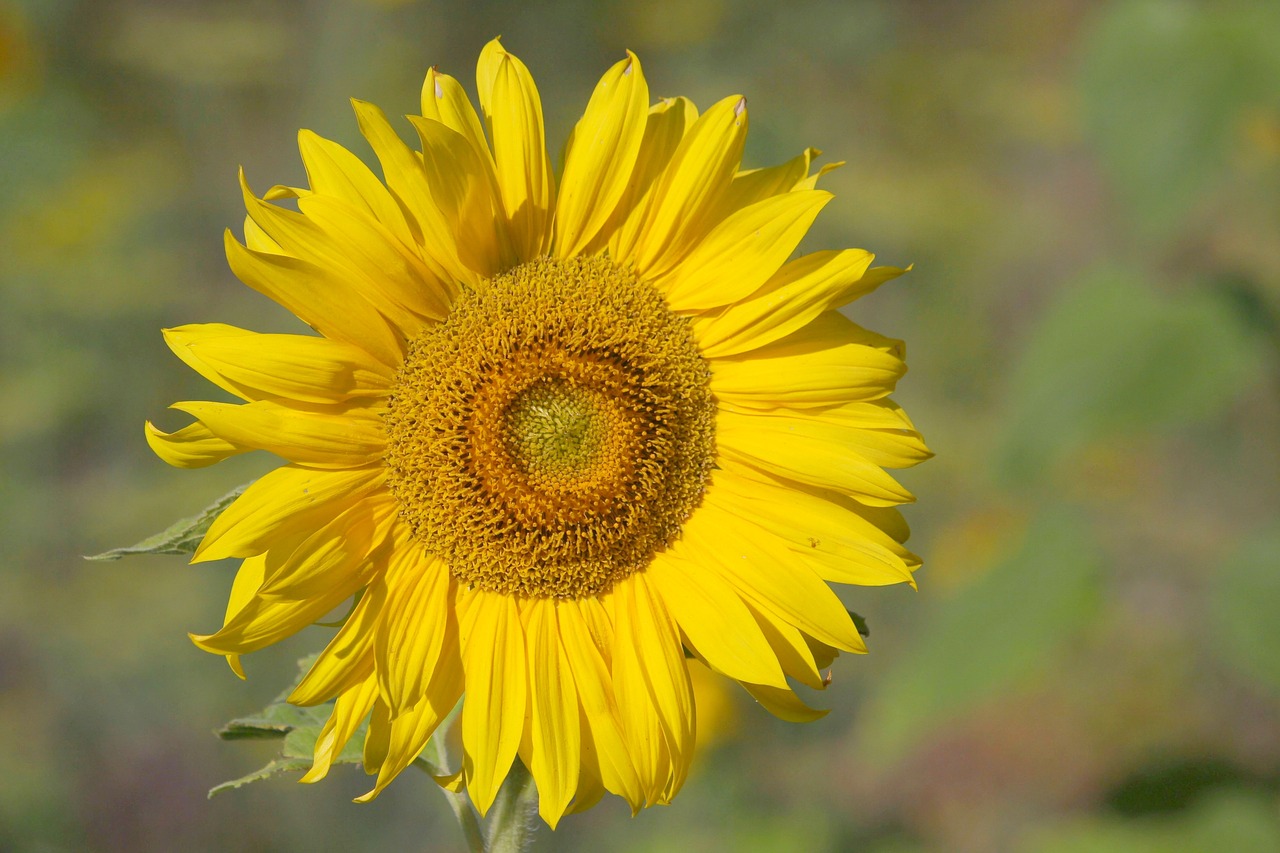 sunflower  blossom  bloom free photo