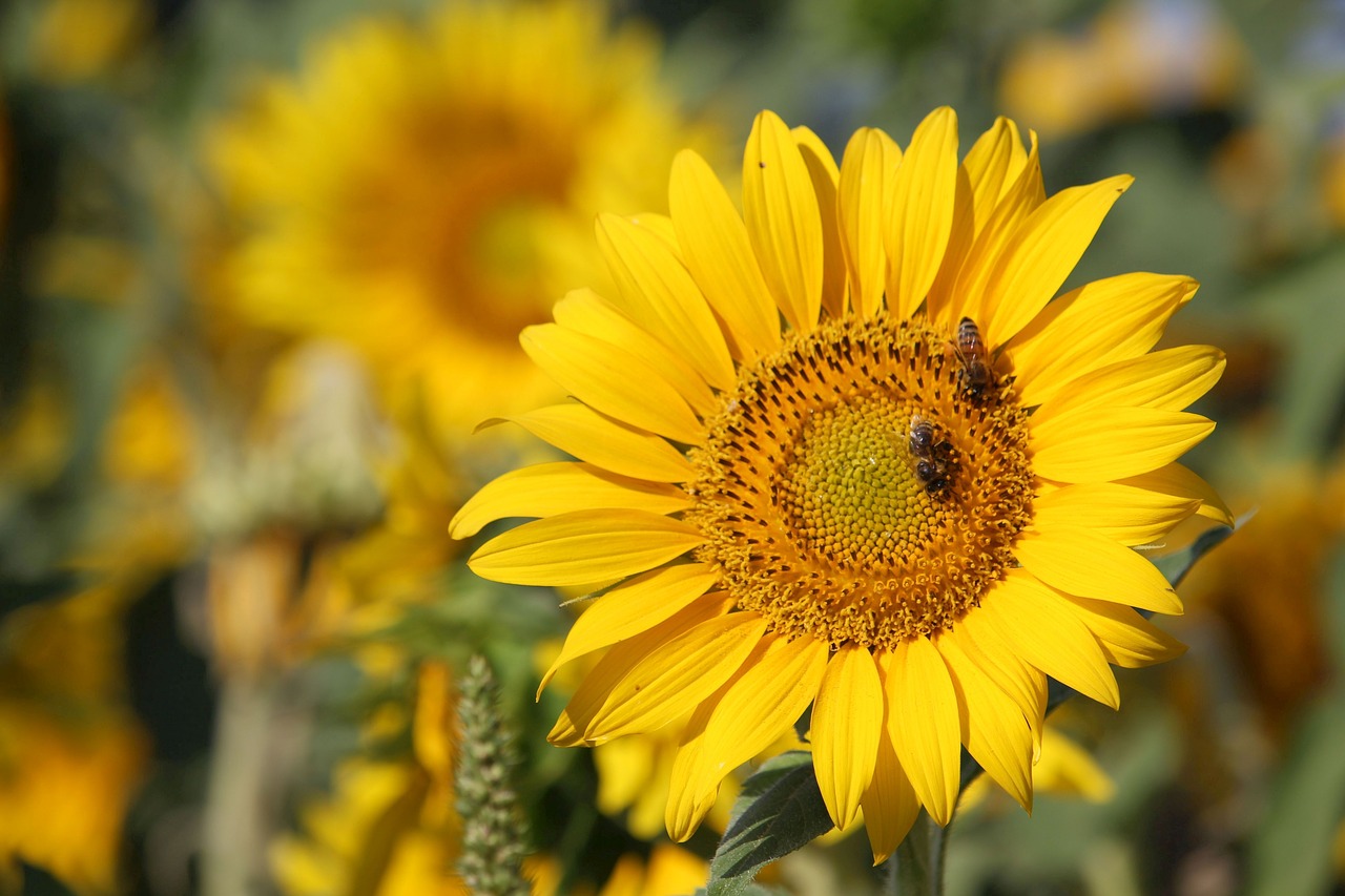 sunflower  blossom  bloom free photo