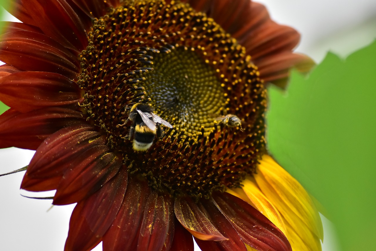 sunflower  pollination  pollen free photo