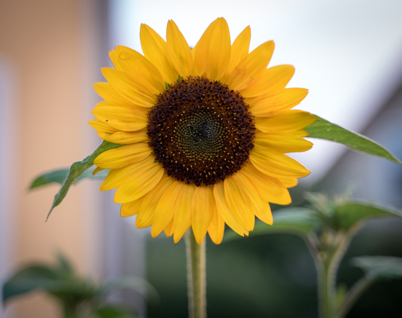 sunflower  bloom  yellow free photo