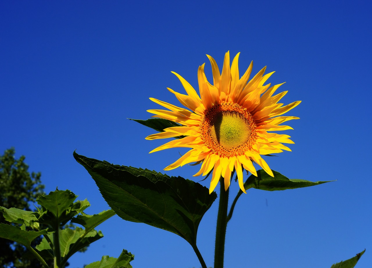 sunflower  garden  yellow free photo