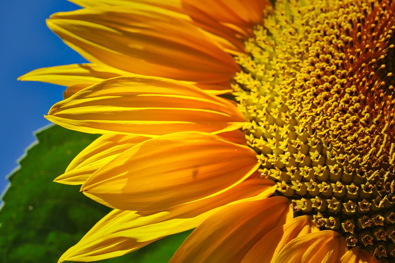 sunflower  bud  summer free photo