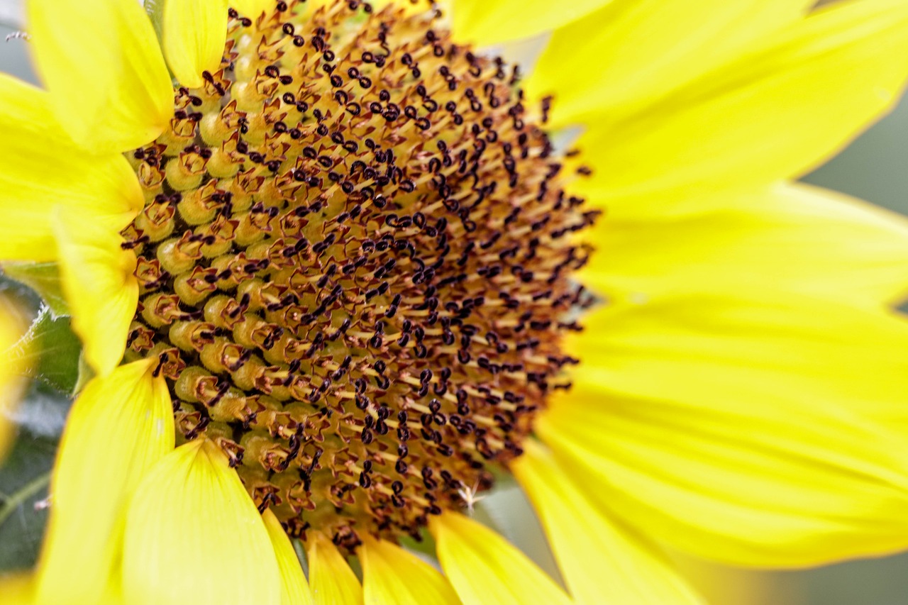 sunflower  closeup  yellow free photo