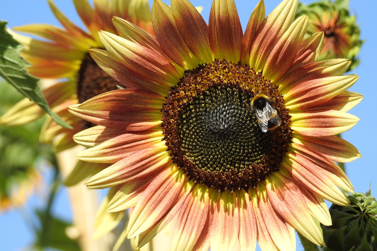 sunflower  flower  yellow free photo