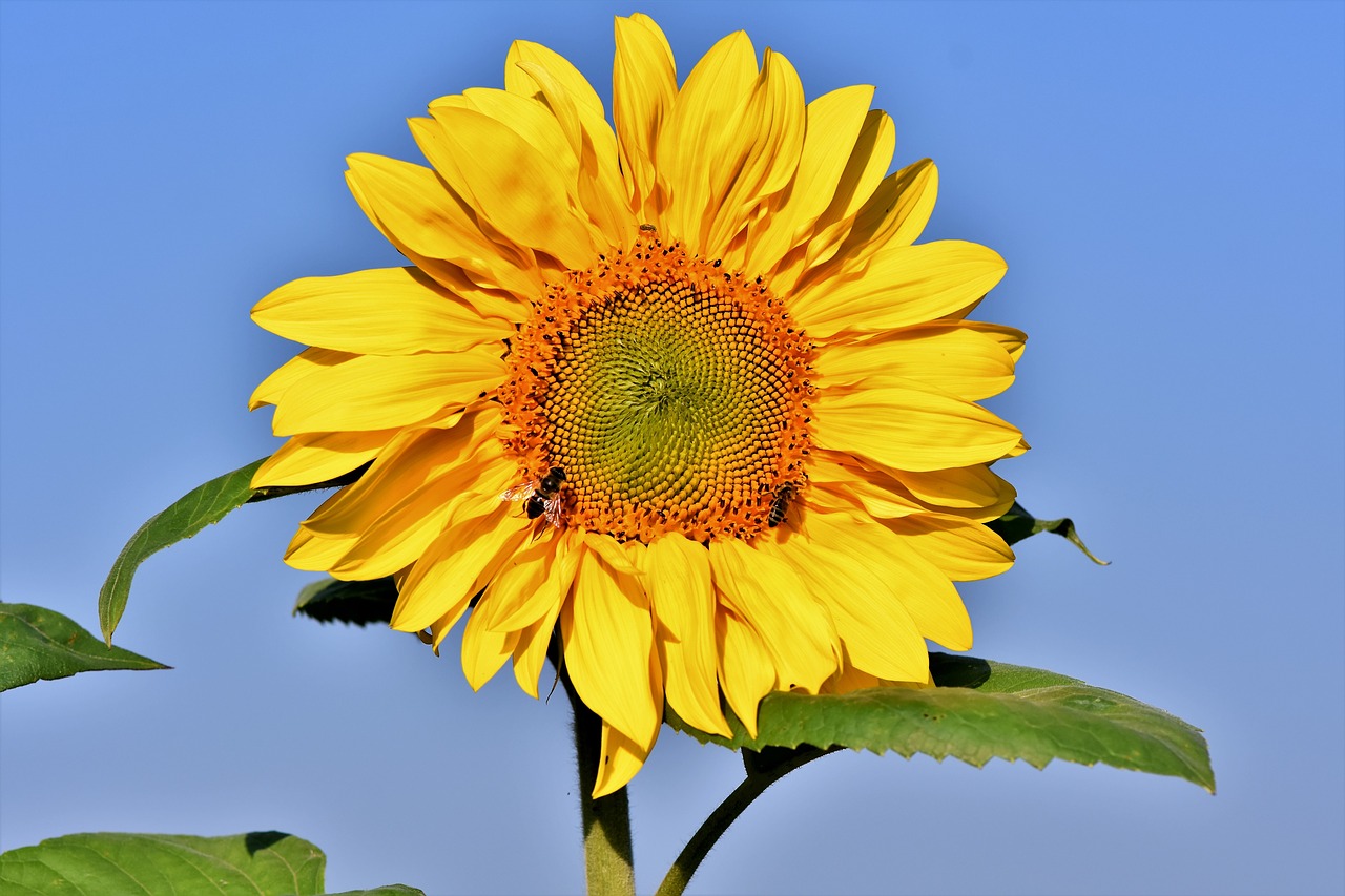 sunflower  flower  petals free photo