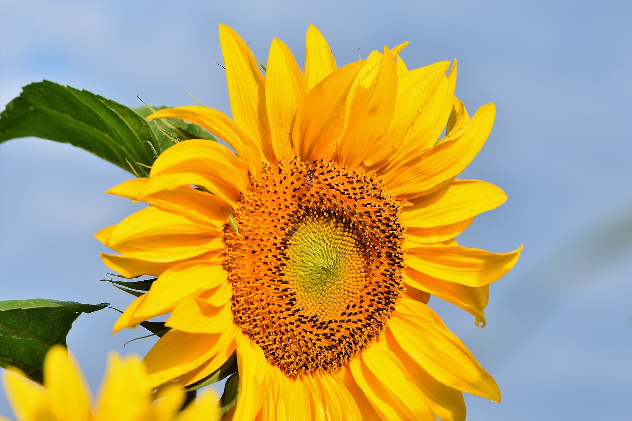 sunflower  flower  petals free photo