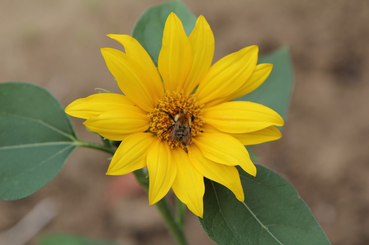 sunflower  flower sun  yellow flower free photo