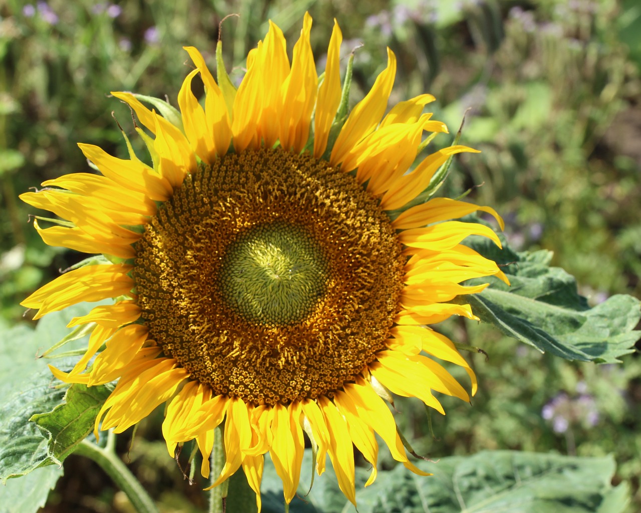 sunflower  close up  bright free photo