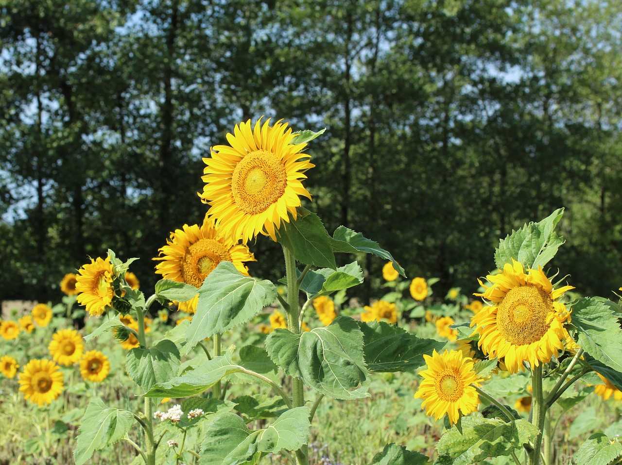 sunflower  summer  sunflower field free photo