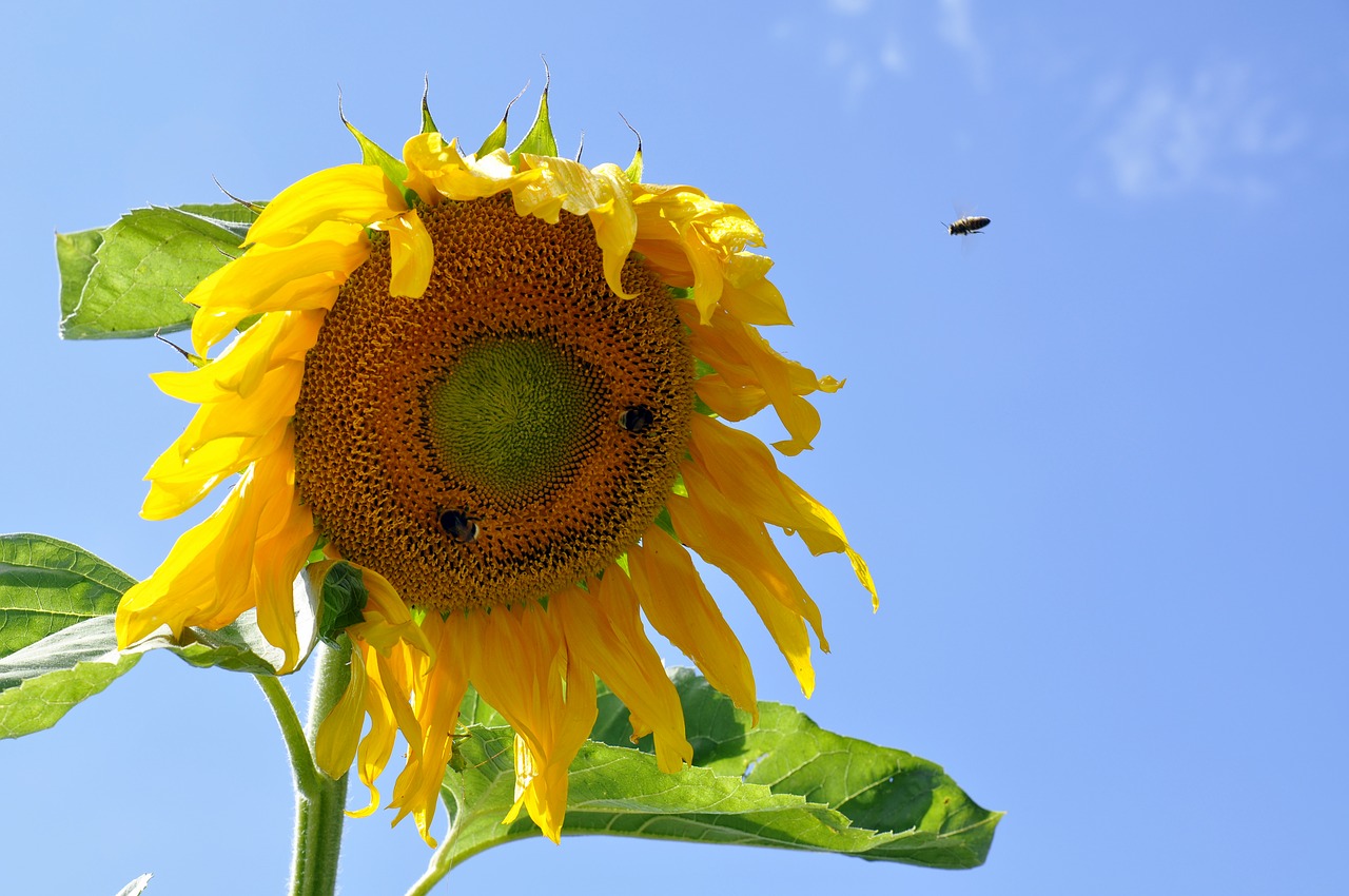 sunflower  sky  plant free photo