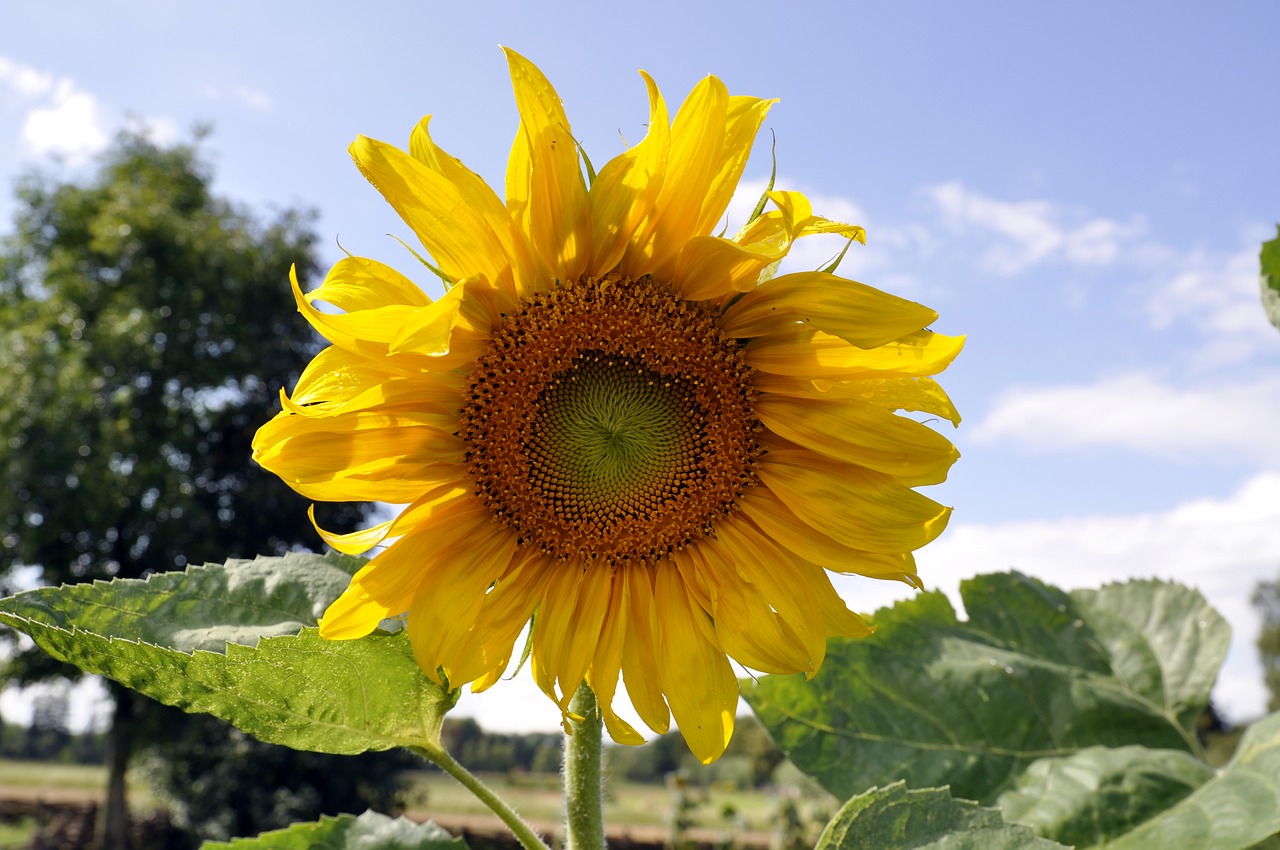 sunflower  flower  plant free photo