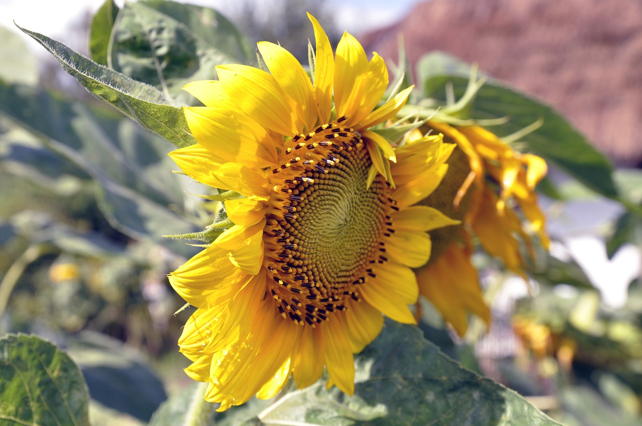 sunflower  flower  plant free photo