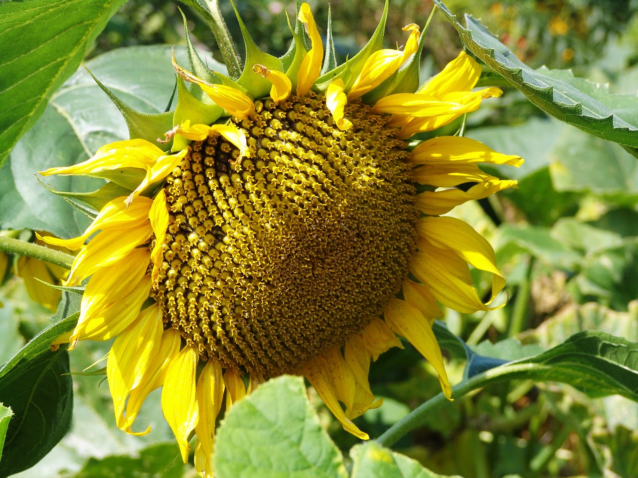 sunflower  blossom  bloom free photo