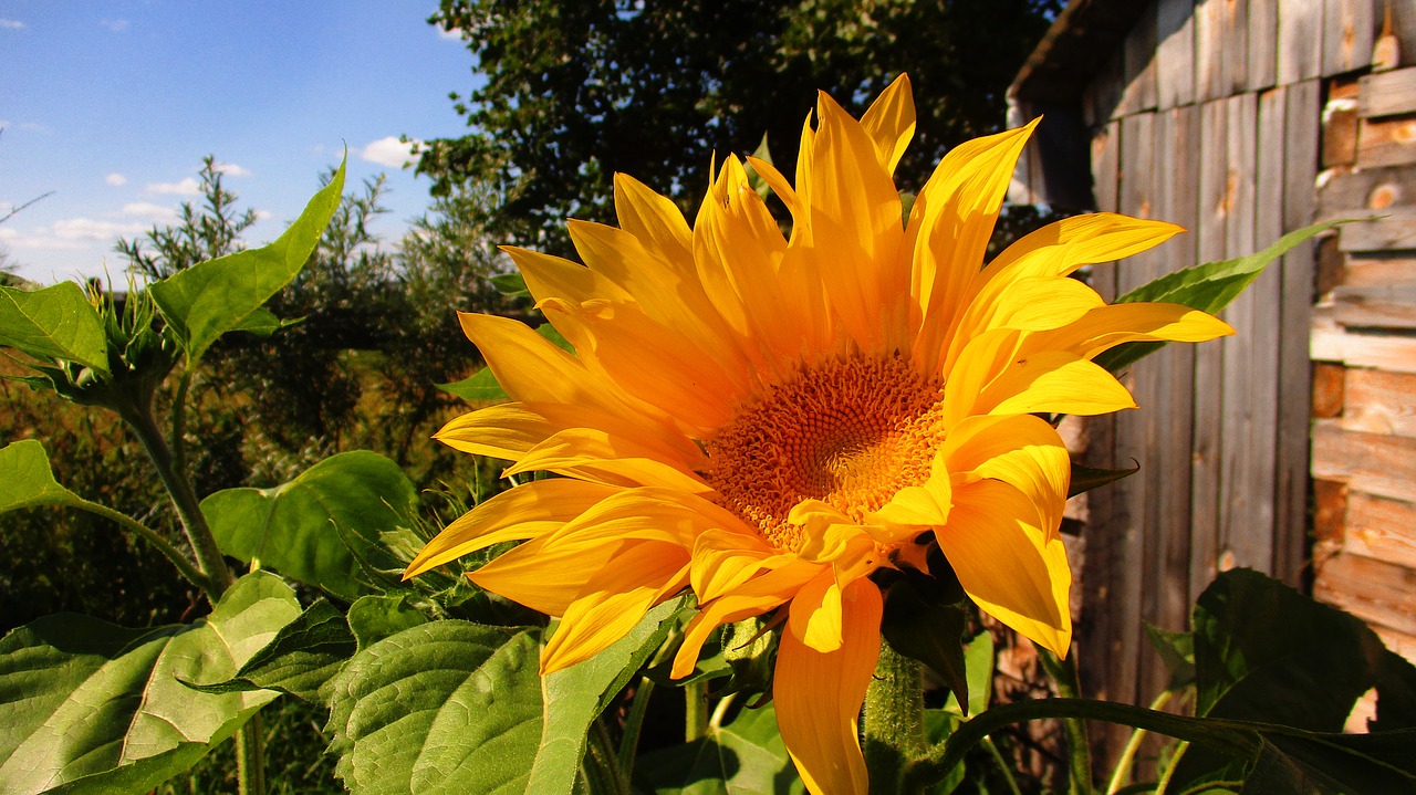 sunflower  yellow  bright free photo