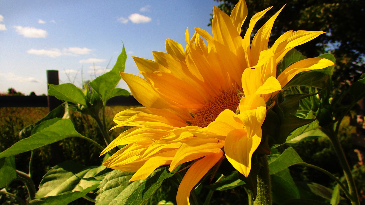 sunflower  yellow  bright free photo