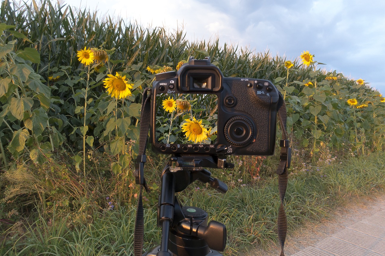 sunflower  camera  control panel free photo