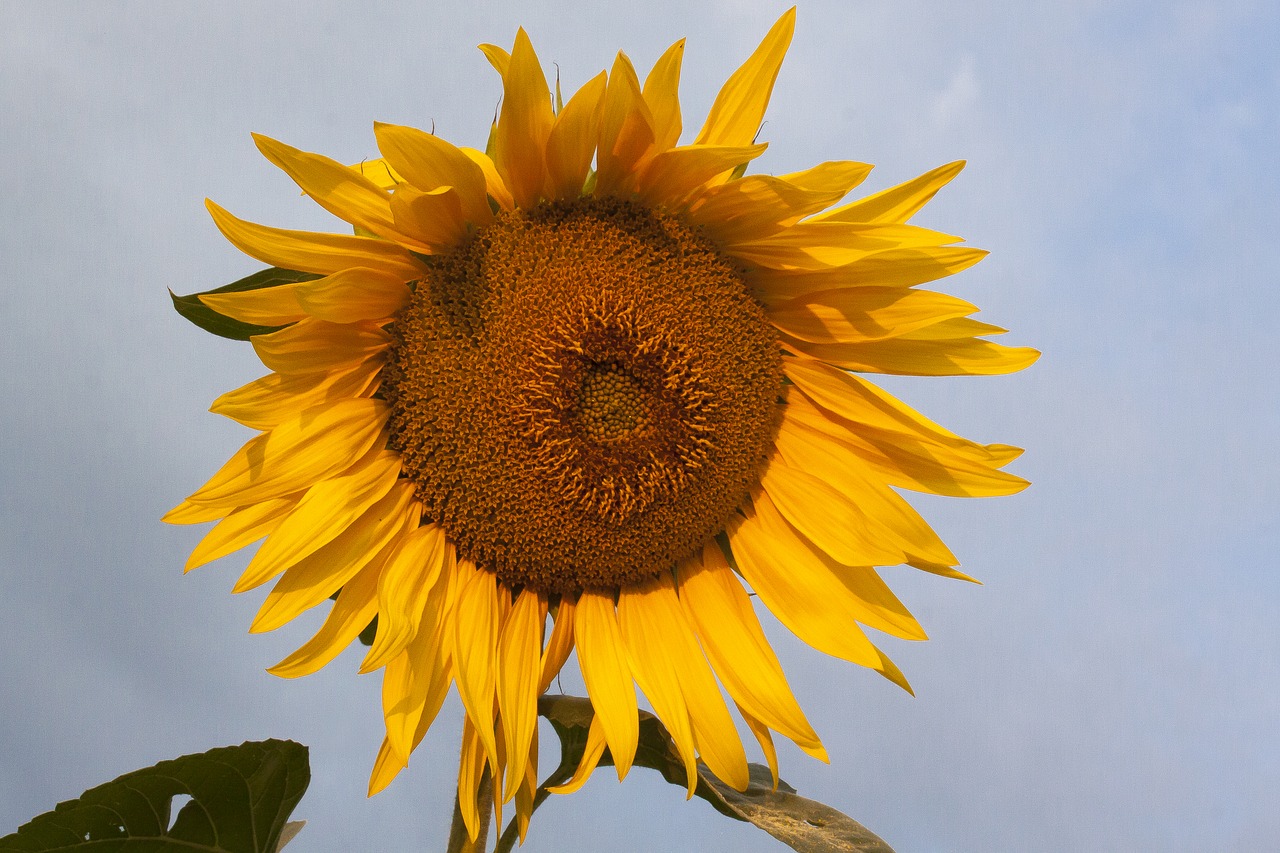 sunflower  helianthus annuus  flower free photo