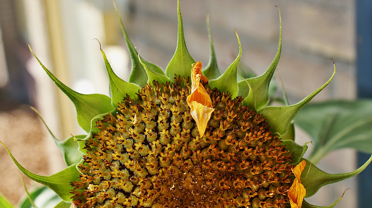sunflower  seeds  kernels free photo