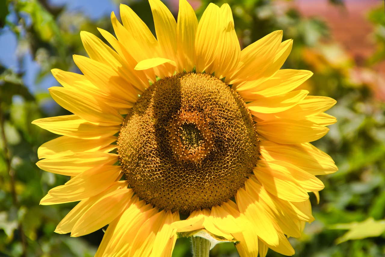 Sunflower garden. Листья подсолнуха. Натура подсолнечника. Подсолнухи в саду фото. Подсолнечник малиновая Королева фото в саду.