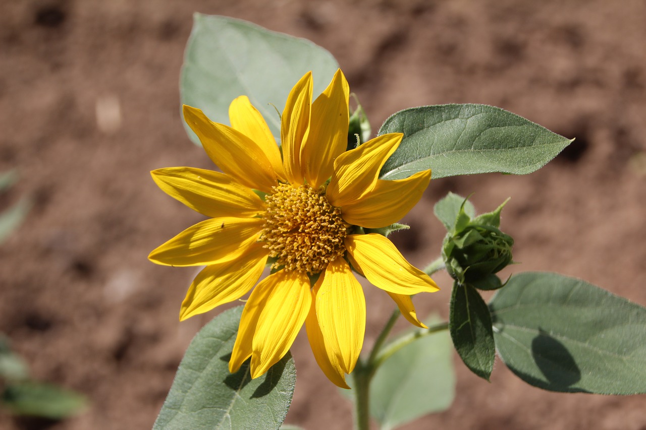 sunflower  yellow flower  flower sun free photo