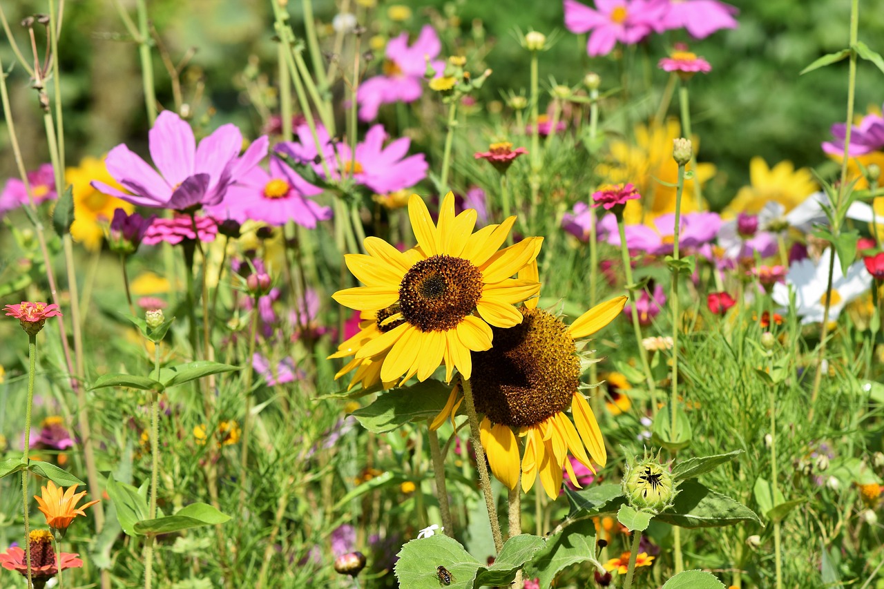 sunflower  flower meadow  flowers free photo