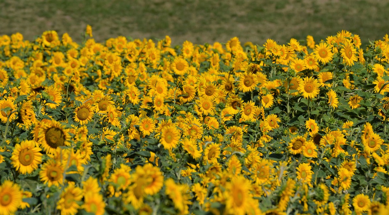 sunflower  field  nature free photo