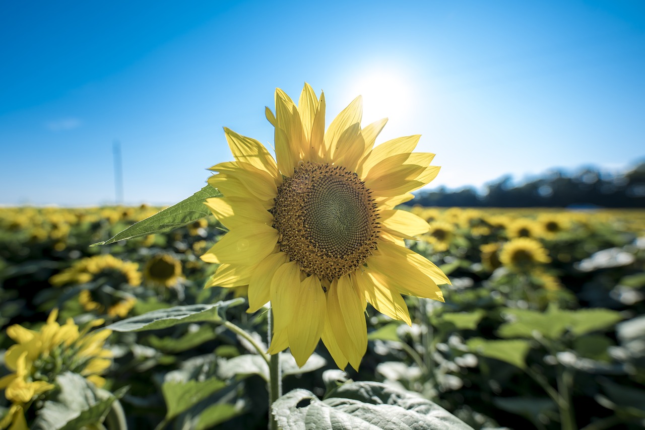 sunflower  petals  bloom free photo