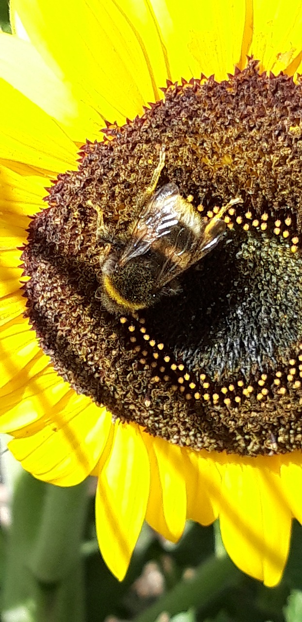 sunflower  nature  insect free photo