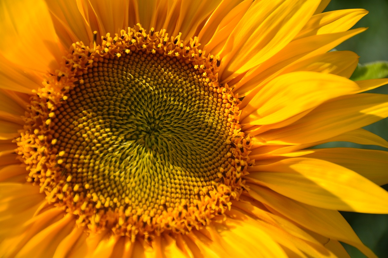 sunflower  macro  yellow free photo