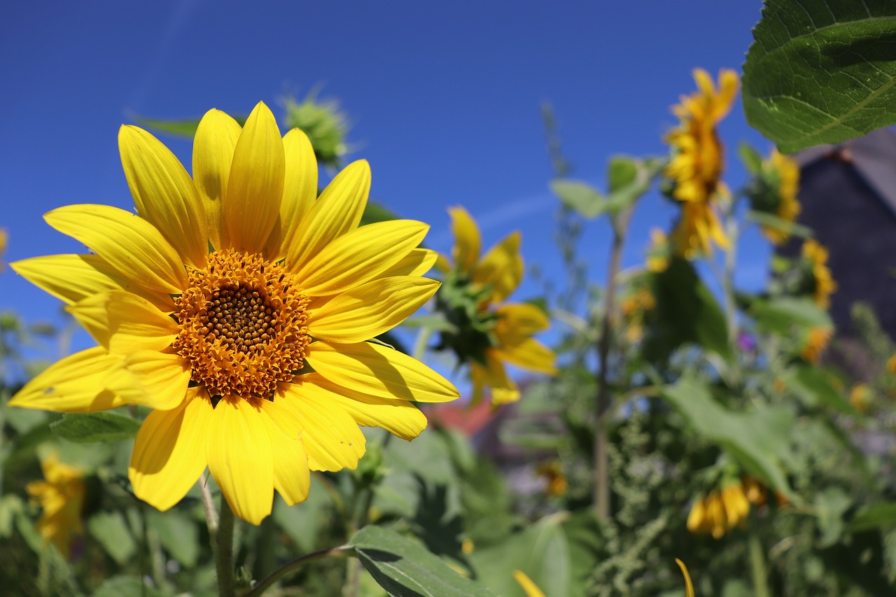 sunflower  summer  sky free photo