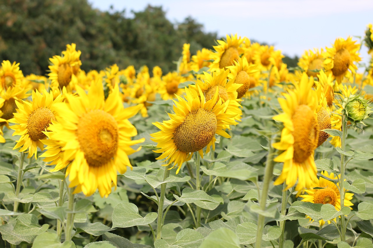 sunflower  flower  bloom free photo