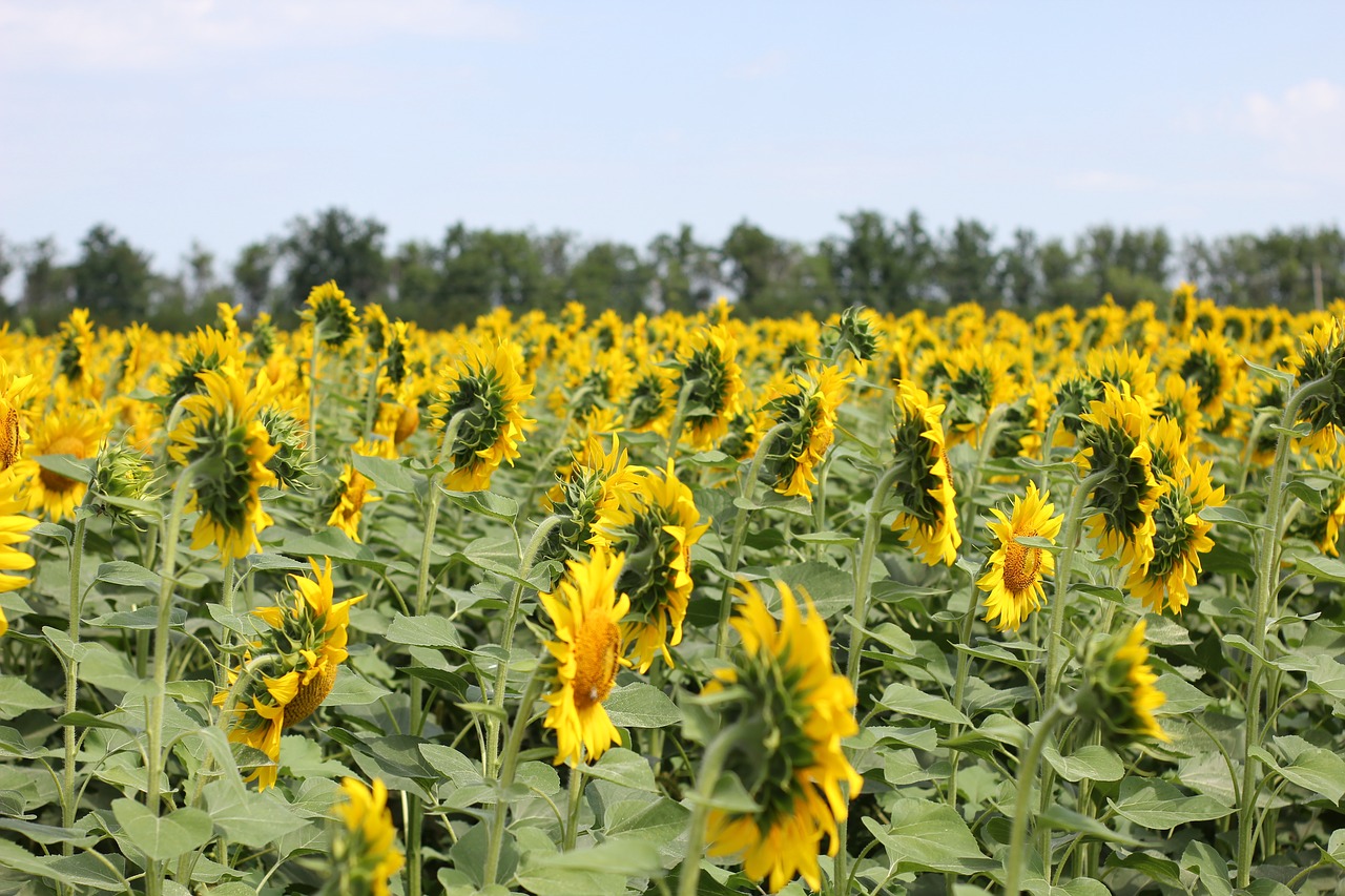 sunflower  flower  bloom free photo