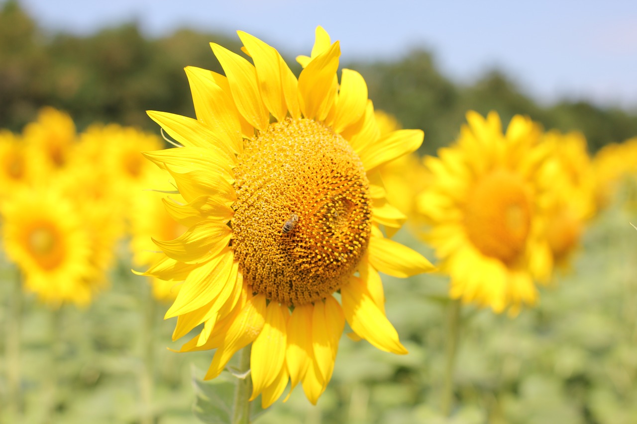 sunflower  flower  bloom free photo