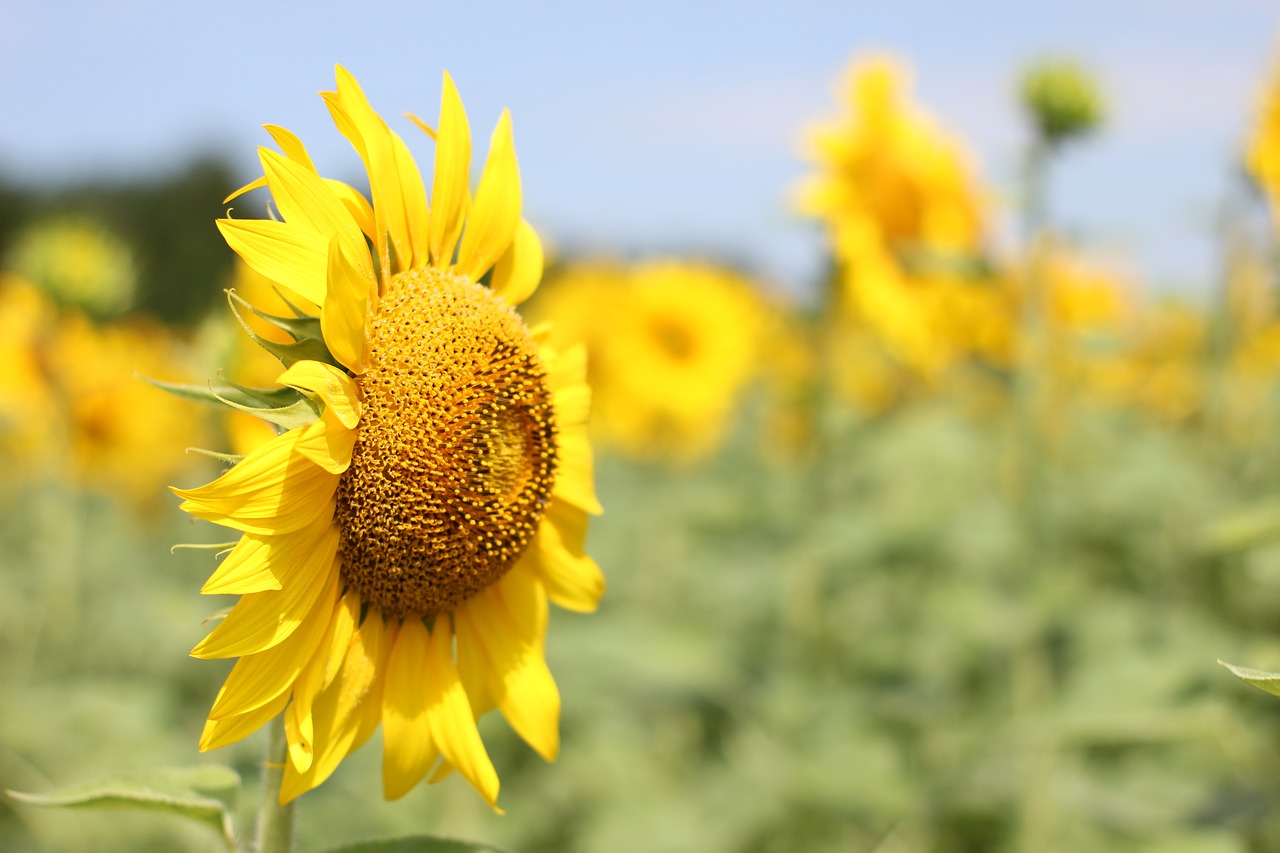 sunflower  flower  bloom free photo