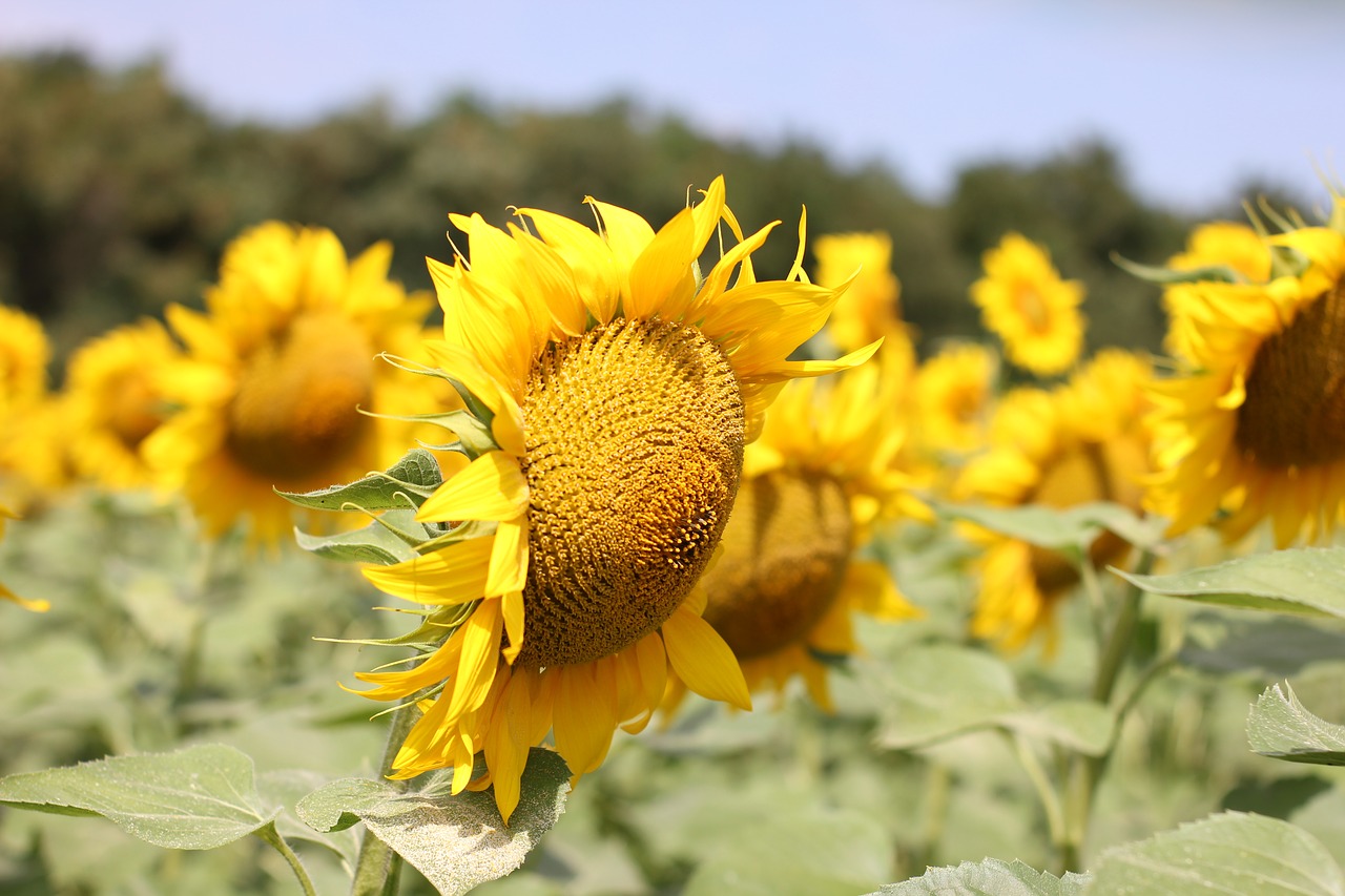 sunflower  flower  bloom free photo