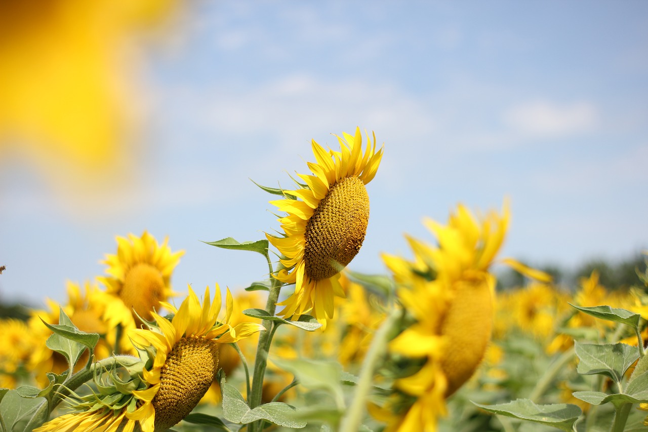 sunflower  flower  bloom free photo