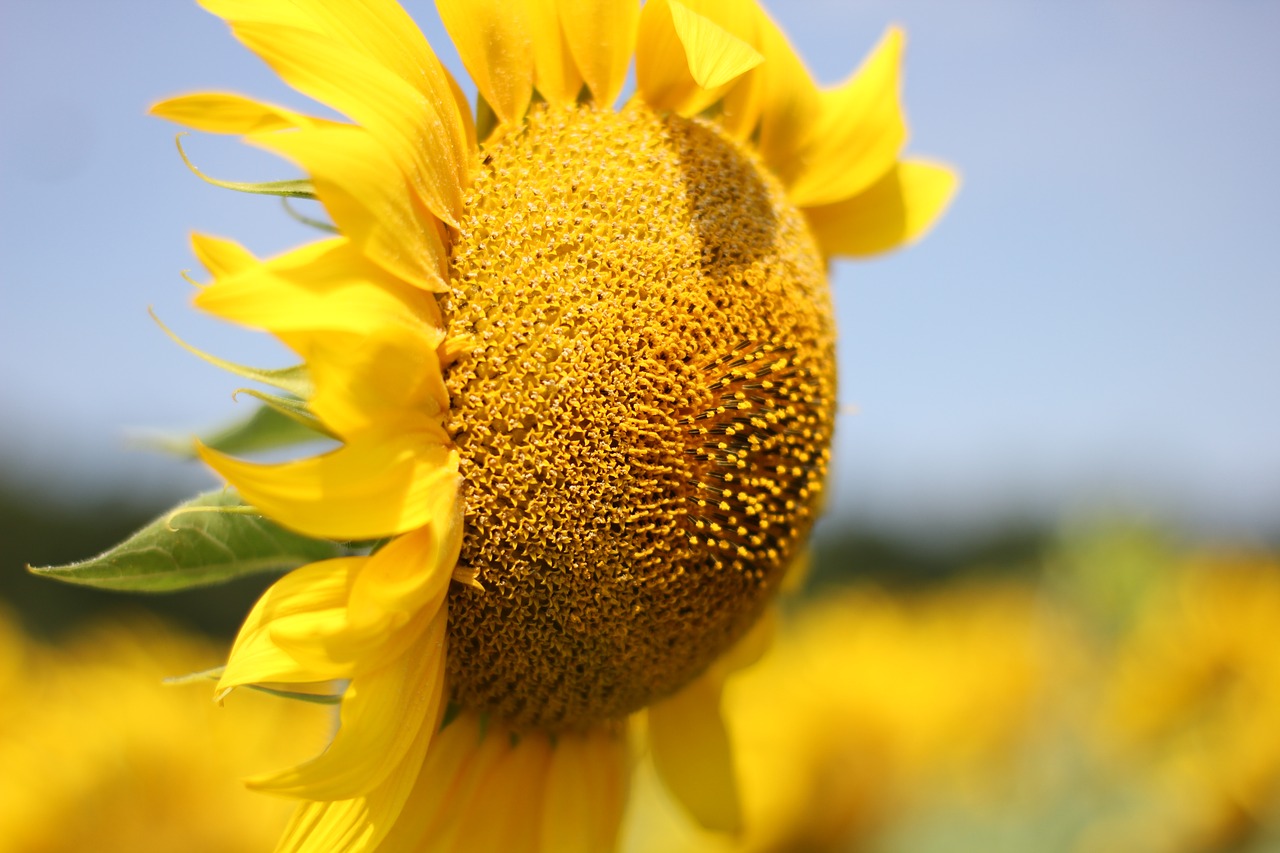 sunflower  flower  bloom free photo