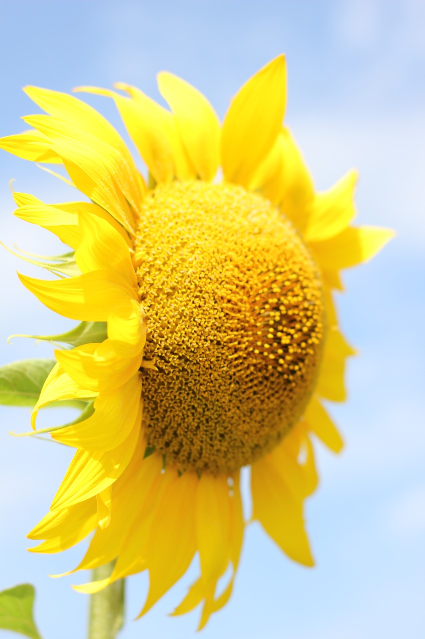 sunflower  flower  bloom free photo