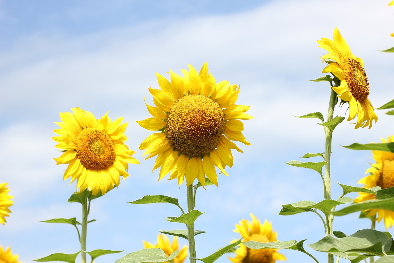 sunflower  flower  bloom free photo